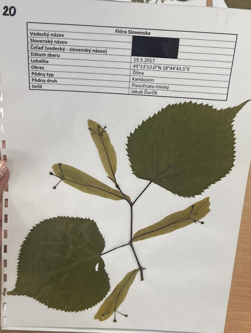 Rastlina Tilia platyphyllos